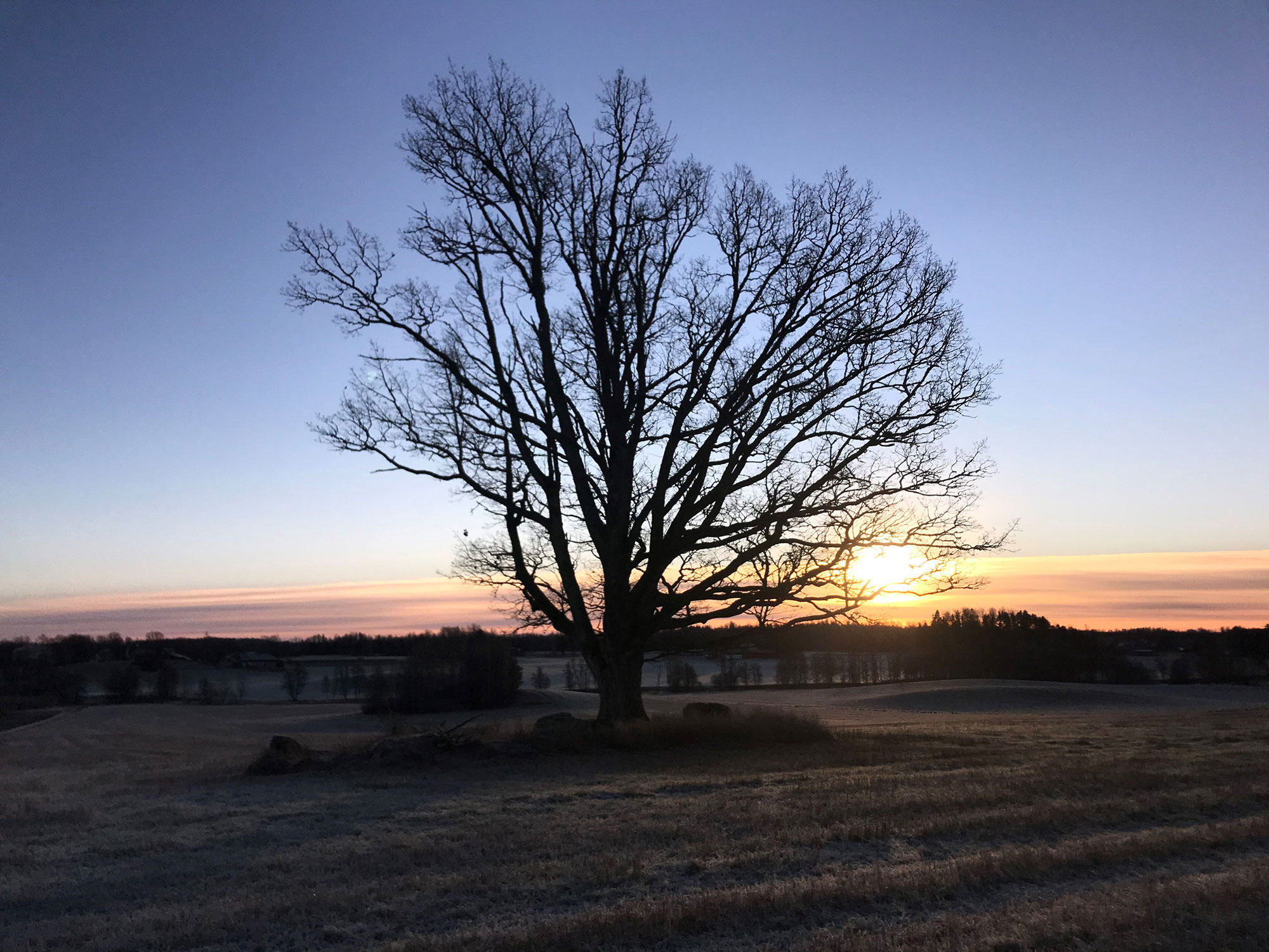 En ek utan löv på ett fält med solnedgång som färgar himlen rosa i bakgrunden