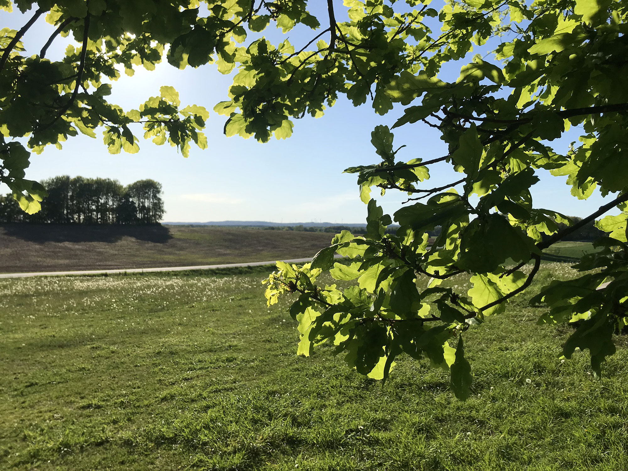 Vy över fälten vid Riseberga med eklöv i förgrunden