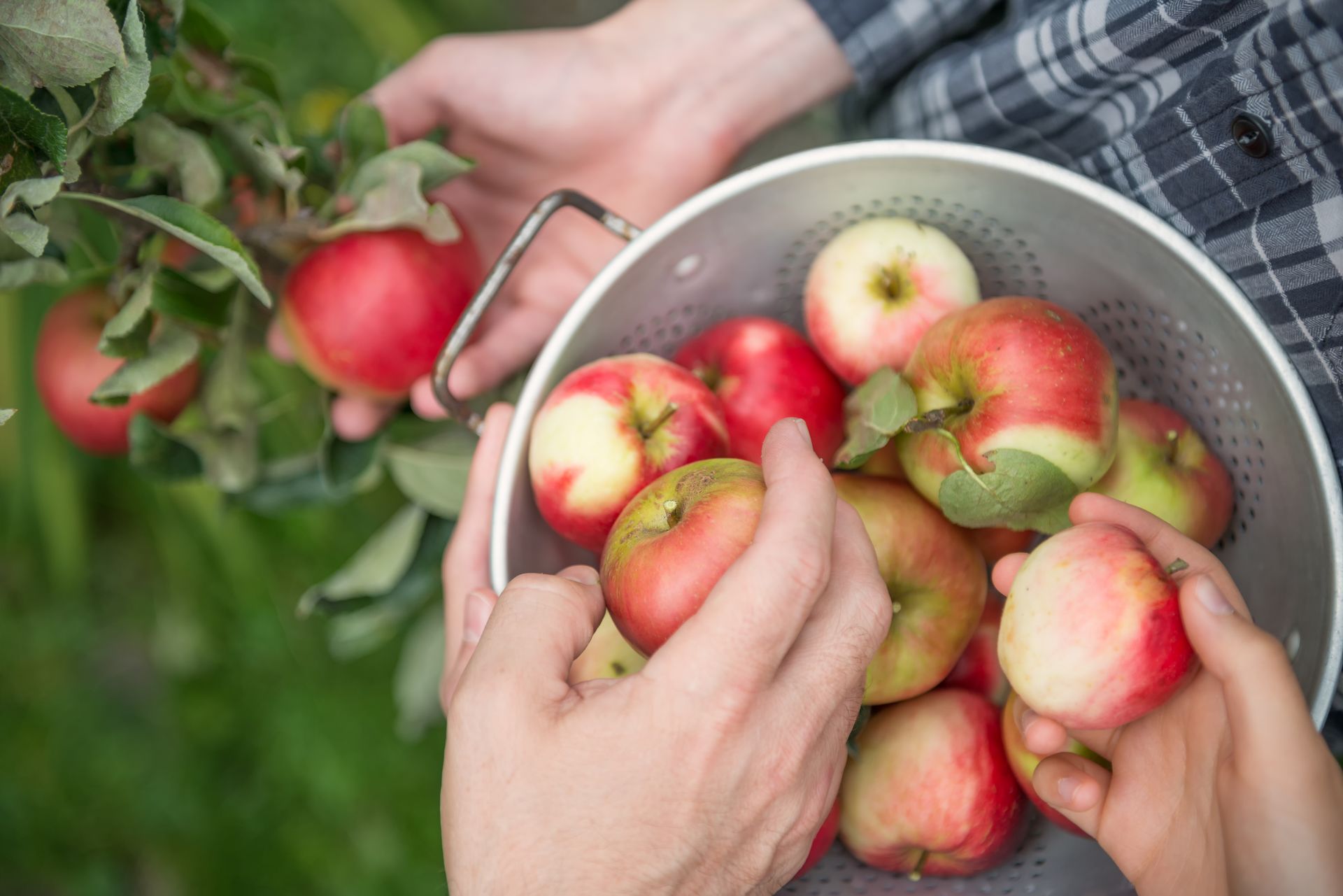 Hands picking red apples and putting them in a bucket